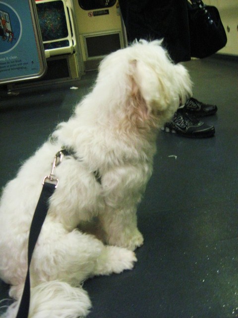 Can Dogs Go Metro?